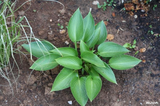 hosta